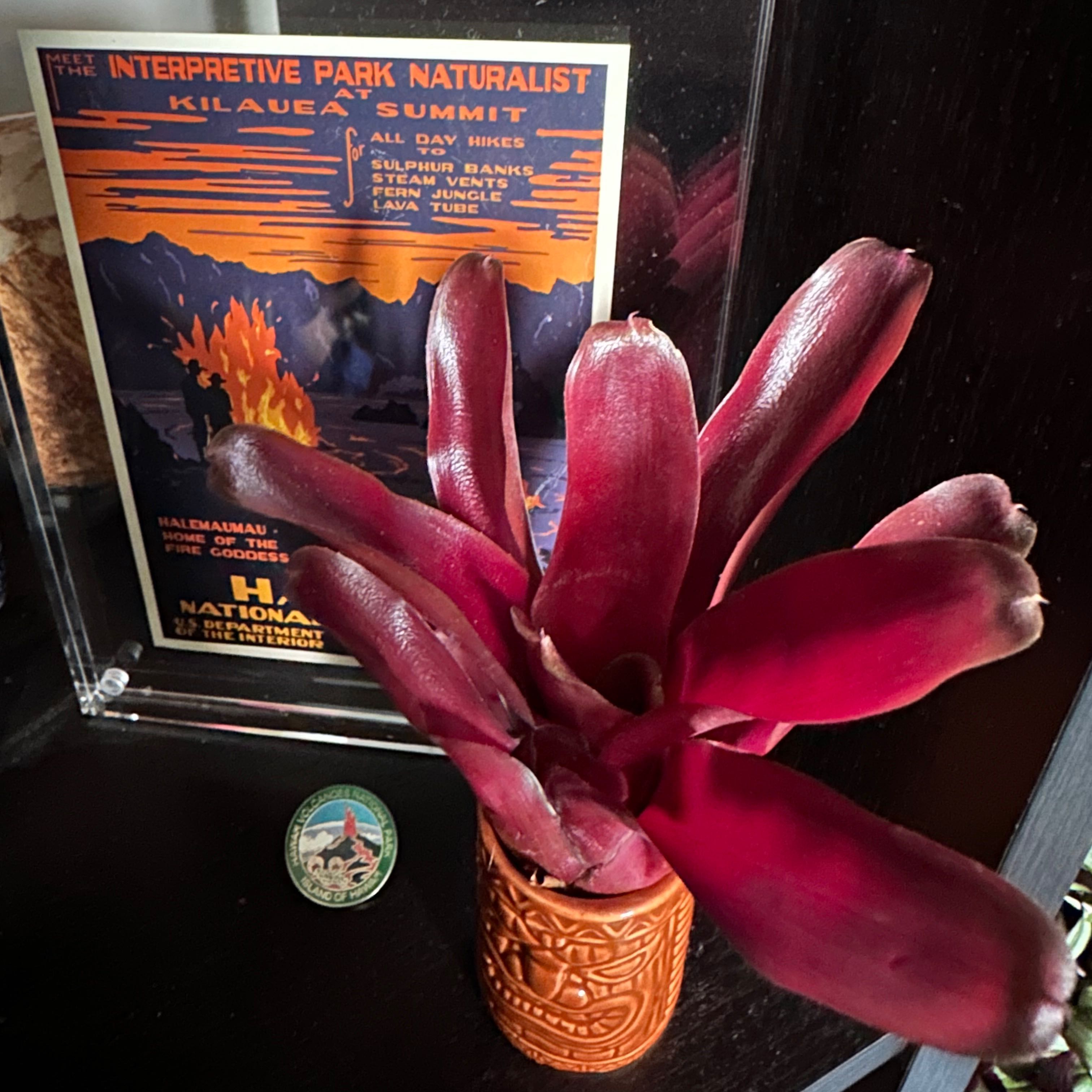Photo of the plant species Bromeliad Neoregelia 'Donger' by @Eagles named Fireball on Greg, the plant care app