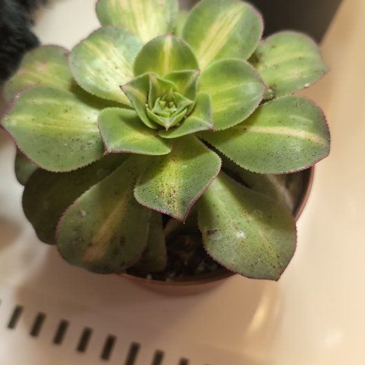Photo of the plant species Aeonium 'Starburst' by @CuriousColeus named Ulysses S Plant on Greg, the plant care app