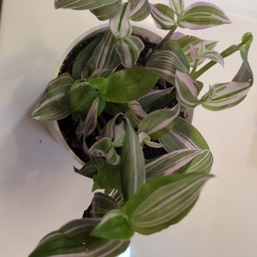 Photo of the plant species Sweet Sweetness by @CuriousColeus named Sol on Greg, the plant care app