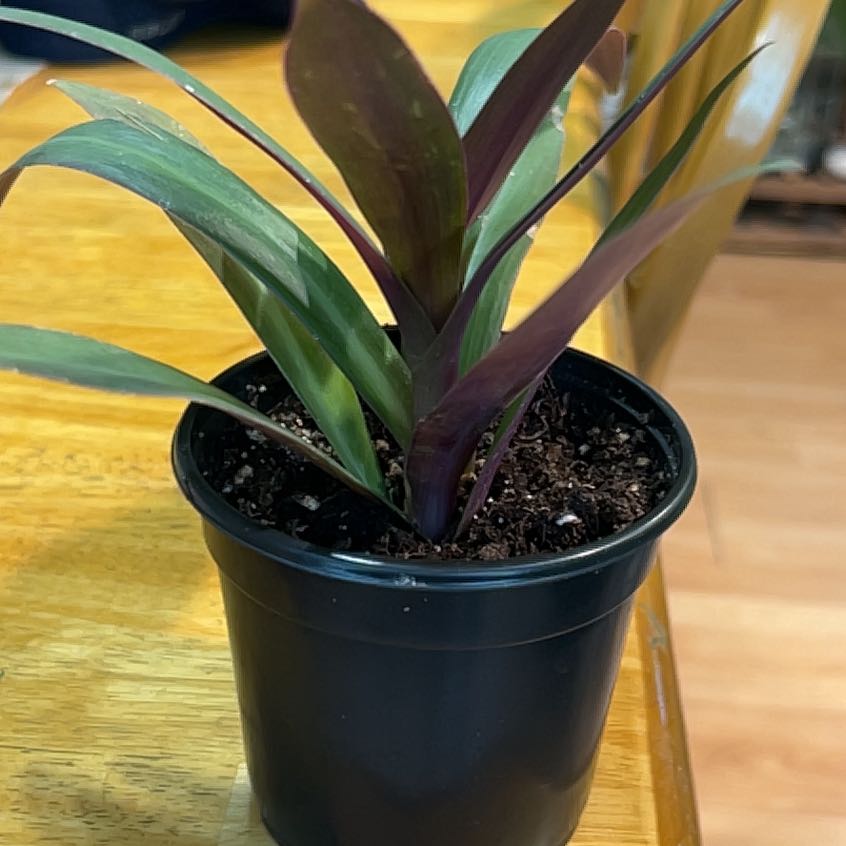 Photo of the plant species Rhoeo Oyster by @DeftRosequartz named Messi on Greg, the plant care app