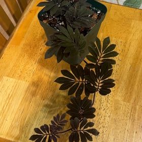 Photo of the plant species Solanum uleanum by @DeftRosequartz named Baesil on Greg, the plant care app