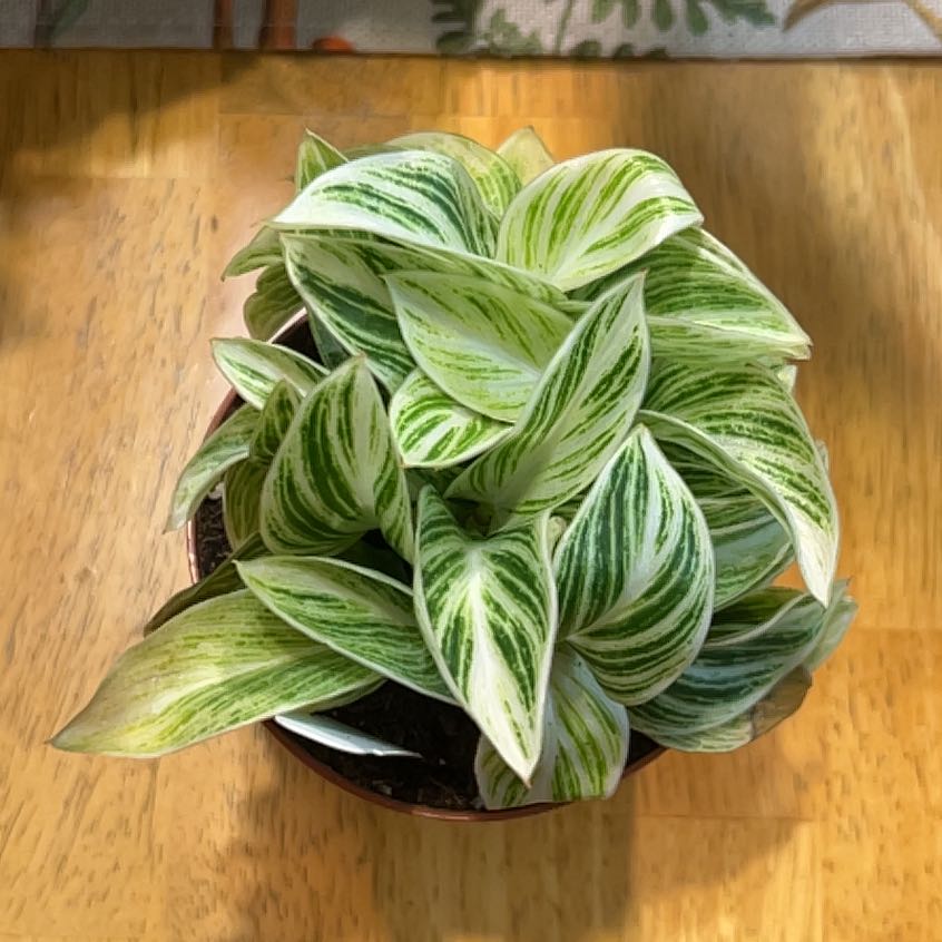 Photo of the plant species Philodendron 'White Measure' by @DeftRosequartz named Delilah on Greg, the plant care app