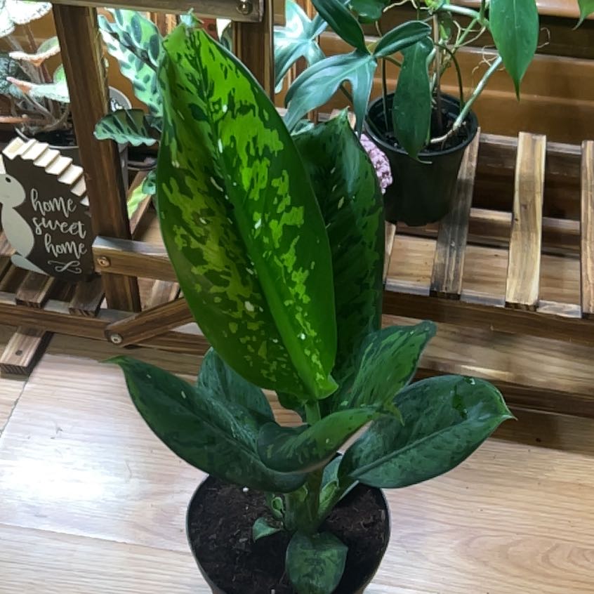 Photo of the plant species Dieffenbachia 'Crocodile' by @DeftRosequartz named Naomi on Greg, the plant care app