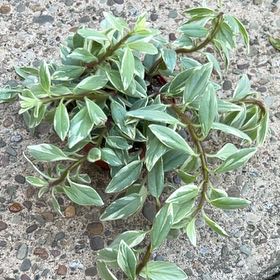 Photo of the plant species Goldfish Plant by @DeftRosequartz named Sir Plancelot on Greg, the plant care app