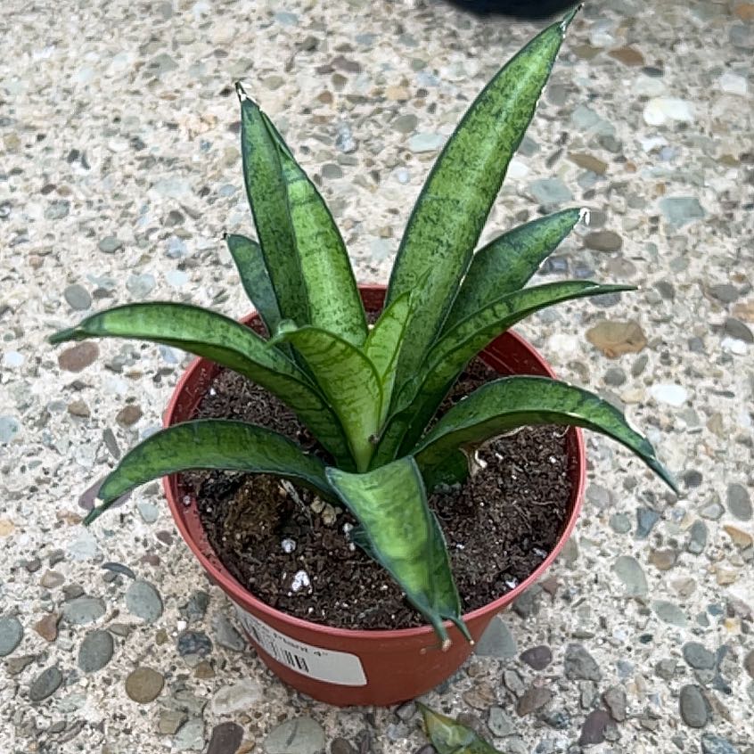 Photo of the plant species Sansevieria 'La Rubia' by @DeftRosequartz named Kobe on Greg, the plant care app
