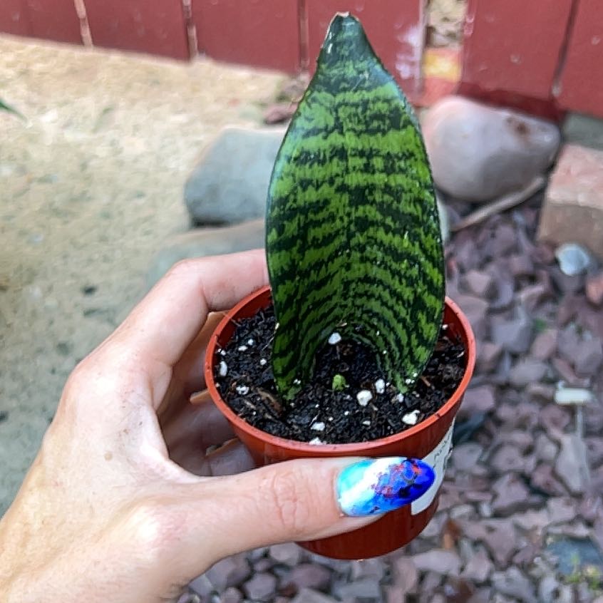 Photo of the plant species Koi Fin Snake Plant by @DeftRosequartz named Sage on Greg, the plant care app