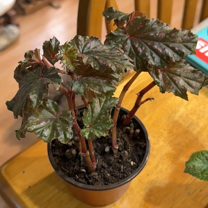 Photo of the plant species Begonia serratipetala by @DeftRosequartz named Rainier on Greg, the plant care app