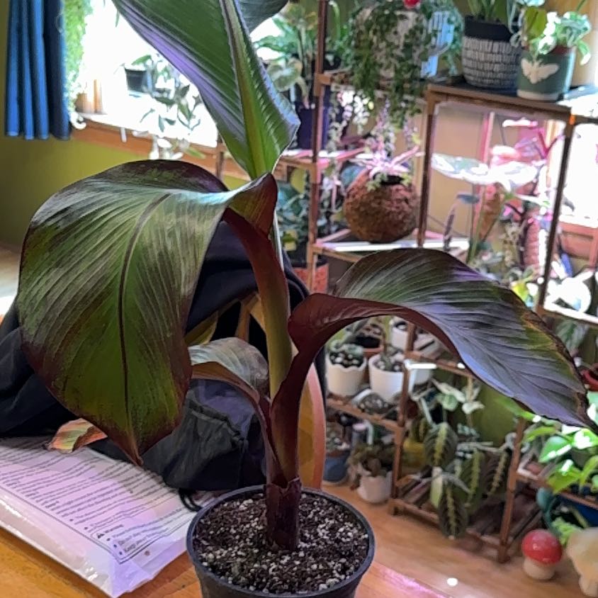 Photo of the plant species Ensete v Maurellii,Red banana by @DeftRosequartz named McKinley on Greg, the plant care app