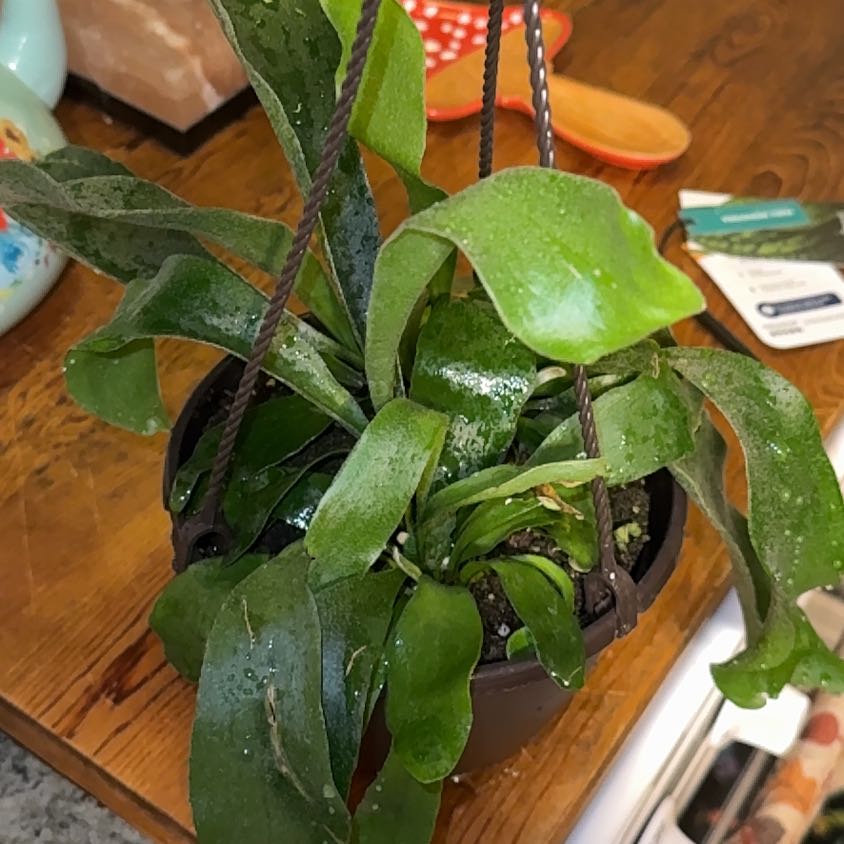 Photo of the plant species platycerium netherlands by @DeftRosequartz named Zeus on Greg, the plant care app