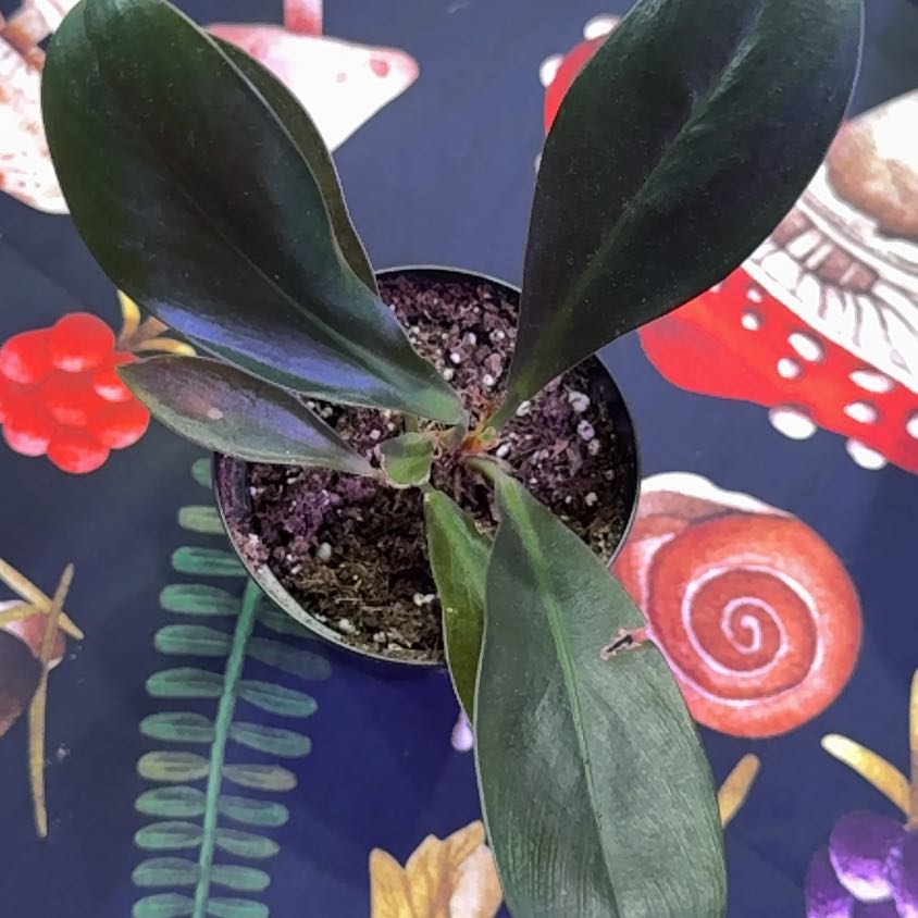 Photo of the plant species Linnaei Kunth by @DeftRosequartz named James Dean on Greg, the plant care app