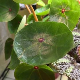 Photo of the plant species Red Ruby Begonia by @DeftRosequartz named Demi on Greg, the plant care app