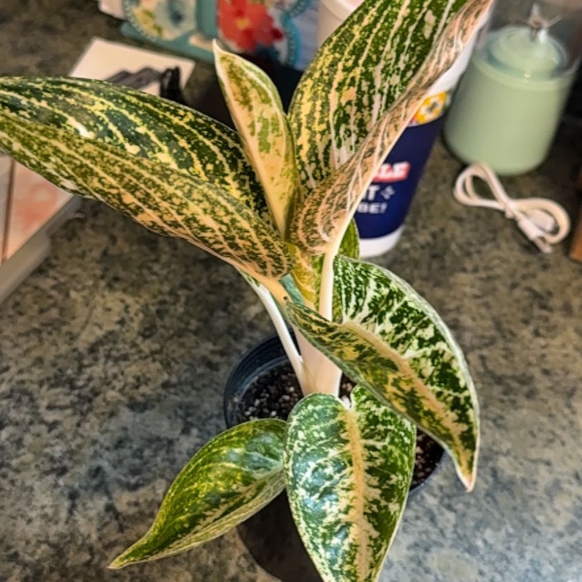 Photo of the plant species Pink Princess Aglaonema by @DeftRosequartz named Miley on Greg, the plant care app