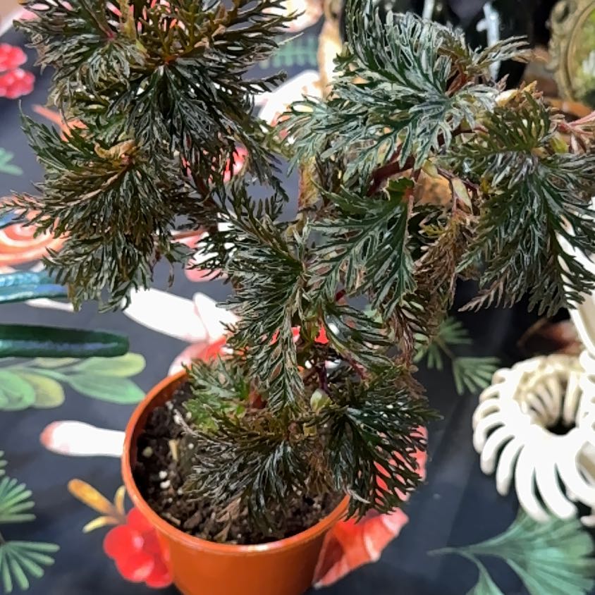 Photo of the plant species Begonia bipinnatifida by @DeftRosequartz named Harry on Greg, the plant care app