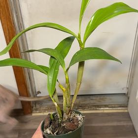 Photo of the plant species Dendrobium speculum by @DeftRosequartz named Figyonce on Greg, the plant care app