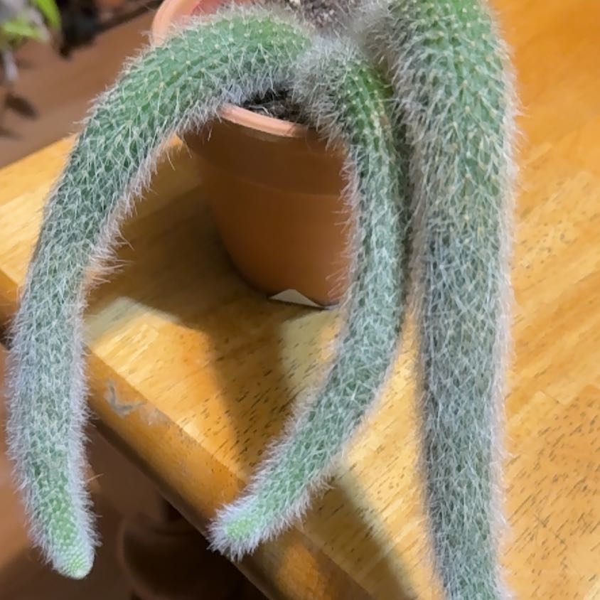 Photo of the plant species Monkey Tail Cactus by @DeftRosequartz named Kobe on Greg, the plant care app