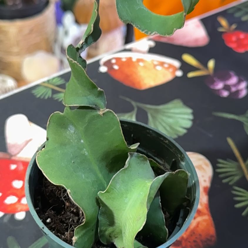 Photo of the plant species Curly Locks Orchid Cactus by @DeftRosequartz named Austen on Greg, the plant care app