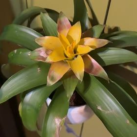 Photo of the plant species Bromeliad by @DeftRosequartz named Hamilton on Greg, the plant care app
