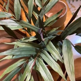 Photo of the plant species Alpinia by @DeftRosequartz named Prince on Greg, the plant care app