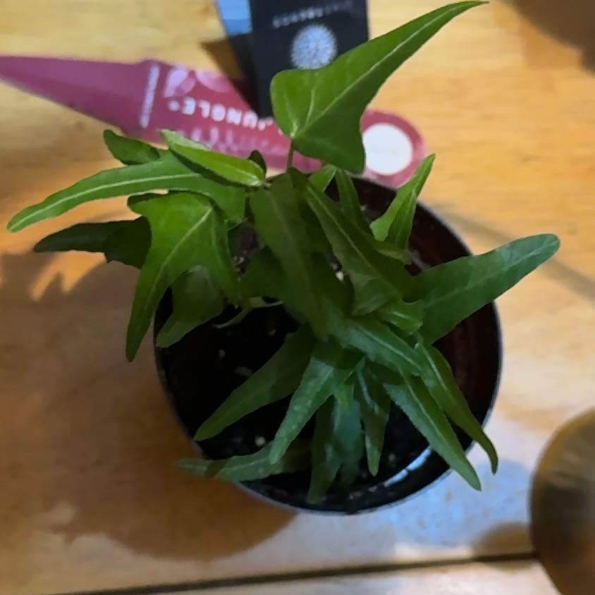 Photo of the plant species Spearpoint Ivy by @DeftRosequartz named Delilah on Greg, the plant care app