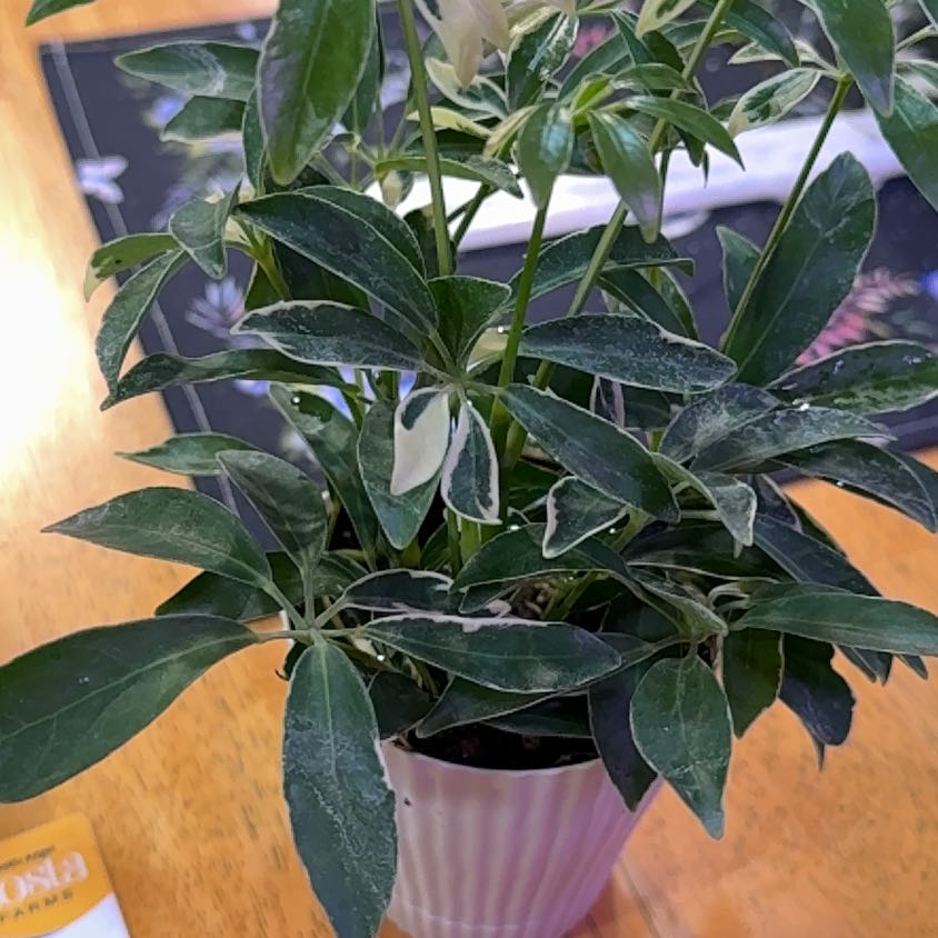 Photo of the plant species Moondrop Schefflera by @DeftRosequartz named Surya on Greg, the plant care app