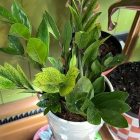 Photo of the plant species chameleon zz by @DeftRosequartz named Aristotle on Greg, the plant care app