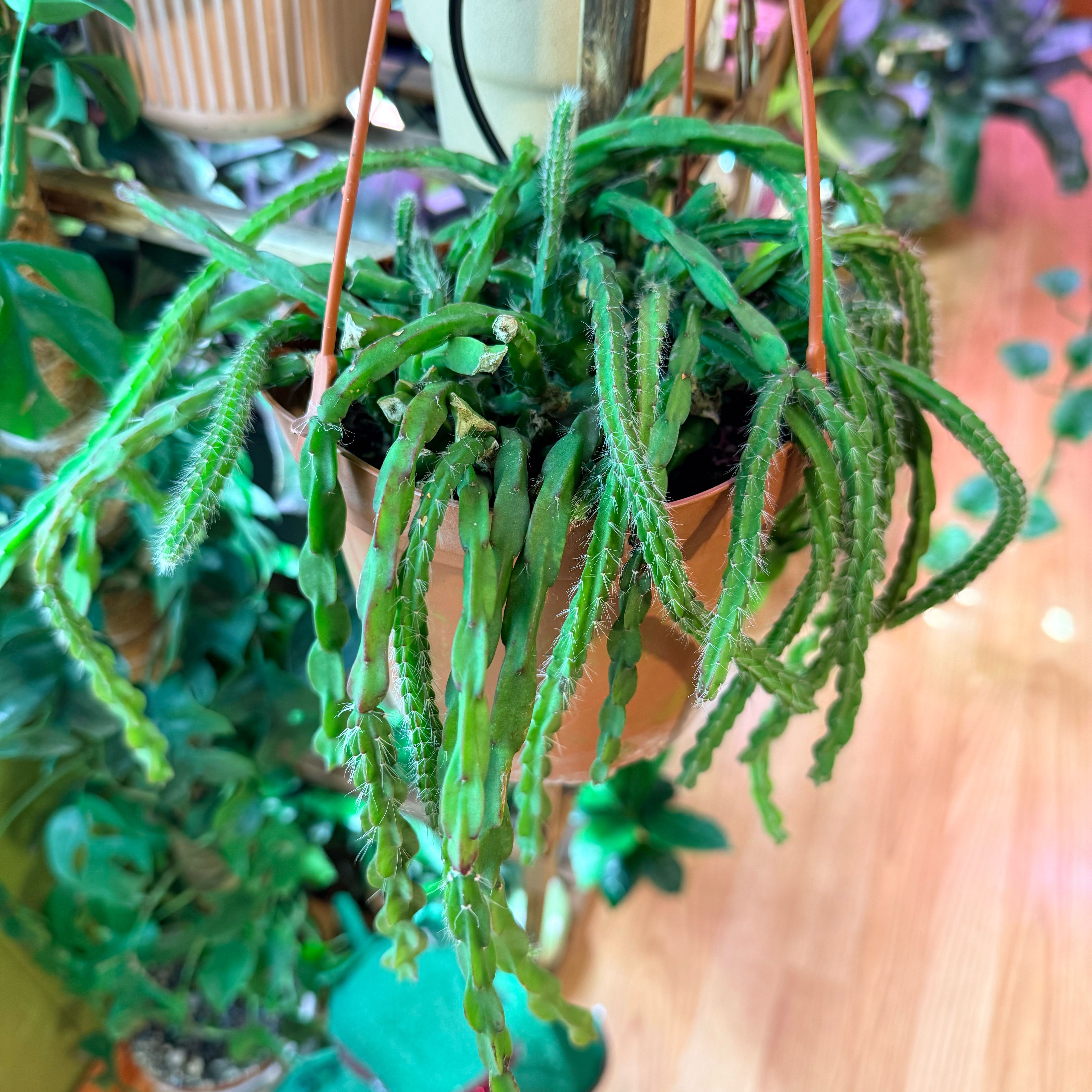 Photo of the plant species Grooved-Leaf Mistletoe by @DeftRosequartz named Xena on Greg, the plant care app