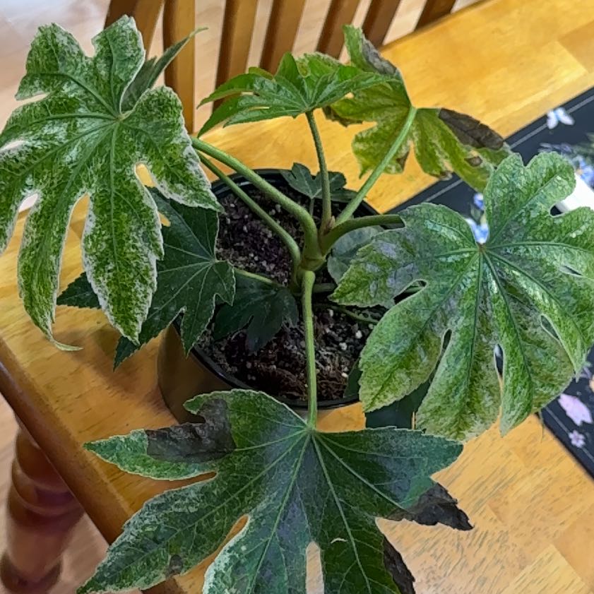 Photo of the plant species Fatsia Japonica Spider Web by @DeftRosequartz named Sonora on Greg, the plant care app