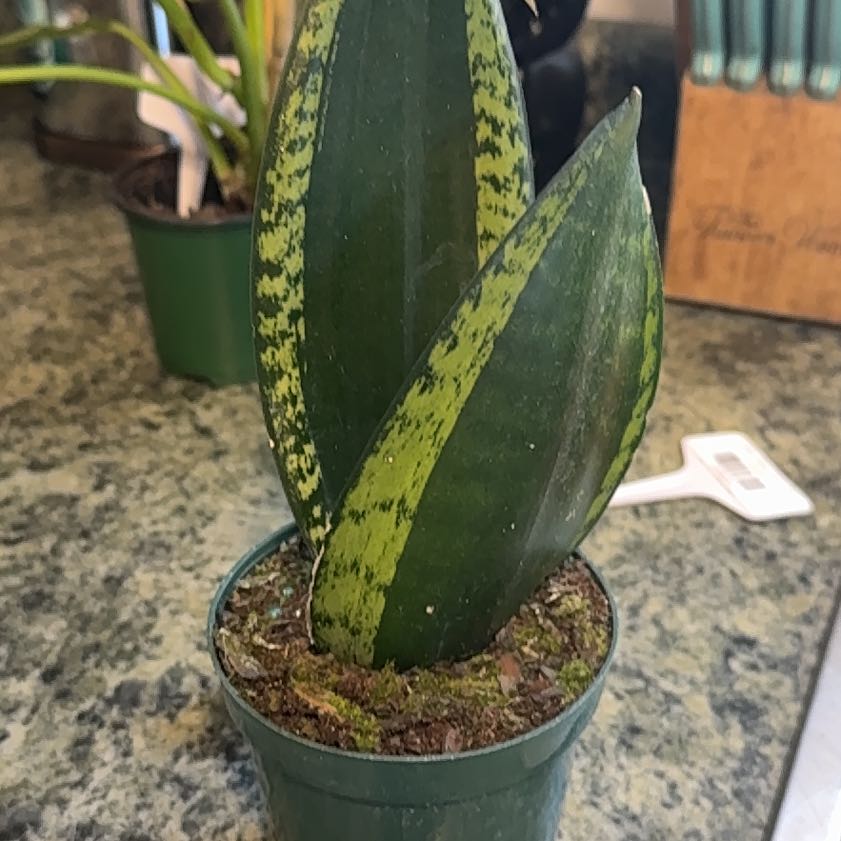 Photo of the plant species Sansevieria 'Silver Flame' by @DeftRosequartz named Kesha on Greg, the plant care app