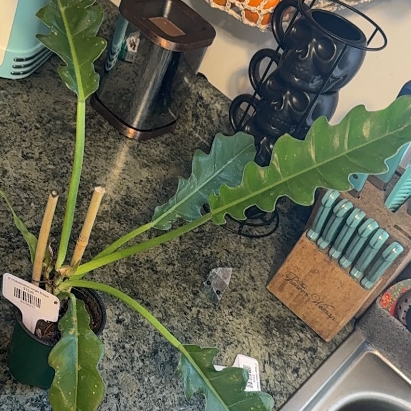Photo of the plant species Tiger Tooth Philodendron by @DeftRosequartz named Terra on Greg, the plant care app