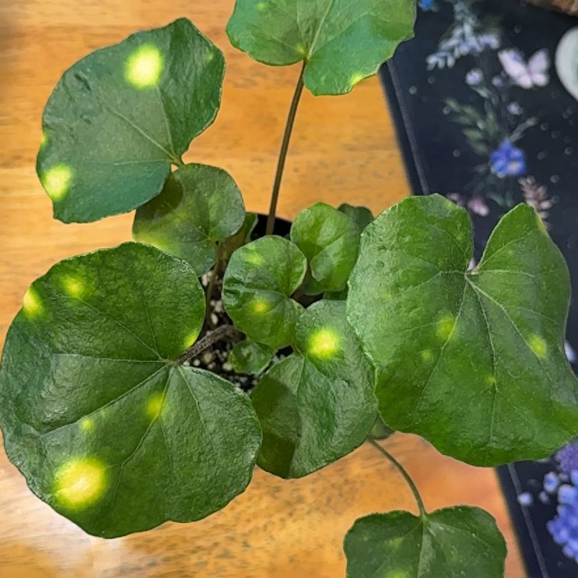 Photo of the plant species Leopard Plant by @DeftRosequartz named Harmony on Greg, the plant care app