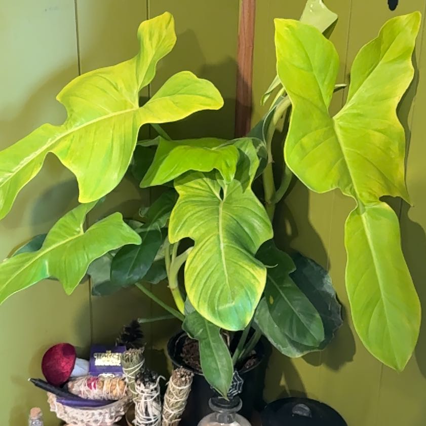 Photo of the plant species Philodendron Gold Violin by @DeftRosequartz named Anne on Greg, the plant care app
