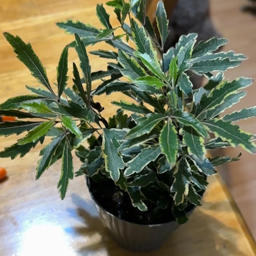 Photo of the plant species Gold Crest False Aralia by @DeftRosequartz named Stella on Greg, the plant care app