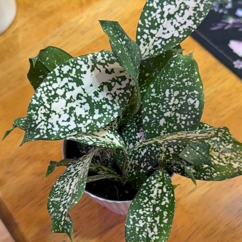 Photo of the plant species Dracaena 'Florida Beauty' by @DeftRosequartz named Dolores on Greg, the plant care app
