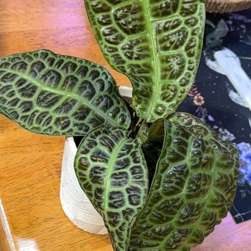 Photo of the plant species Labisia by @DeftRosequartz named Athena on Greg, the plant care app