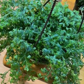 Photo of the plant species Rainbow moss, Peacock fern by @DeftRosequartz named Bigleef Smalls on Greg, the plant care app