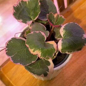 Photo of the plant species strawberry begonia varigated by @DeftRosequartz named Denali on Greg, the plant care app