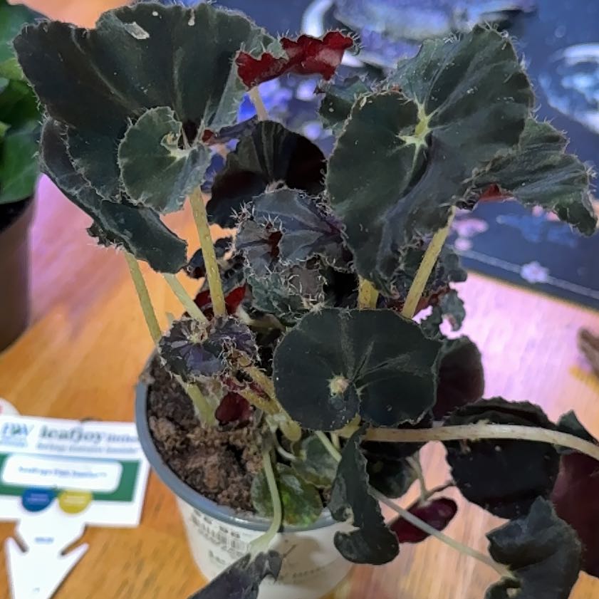 Photo of the plant species Begonia 'Black Mamba' by @DeftRosequartz named Sherlock on Greg, the plant care app