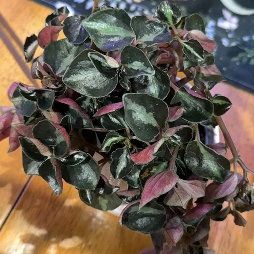 Photo of the plant species Peperomia caperata 'Creme Brulee' by @DeftRosequartz named Sol on Greg, the plant care app