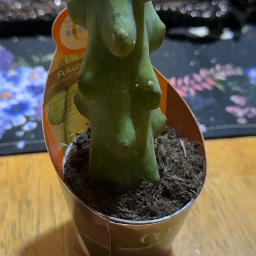 Photo of the plant species Boobie cactus by @DeftRosequartz named Planty on Greg, the plant care app