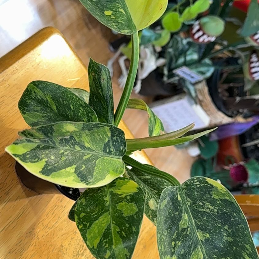 Photo of the plant species green congo by @DeftRosequartz named Khaleesi on Greg, the plant care app