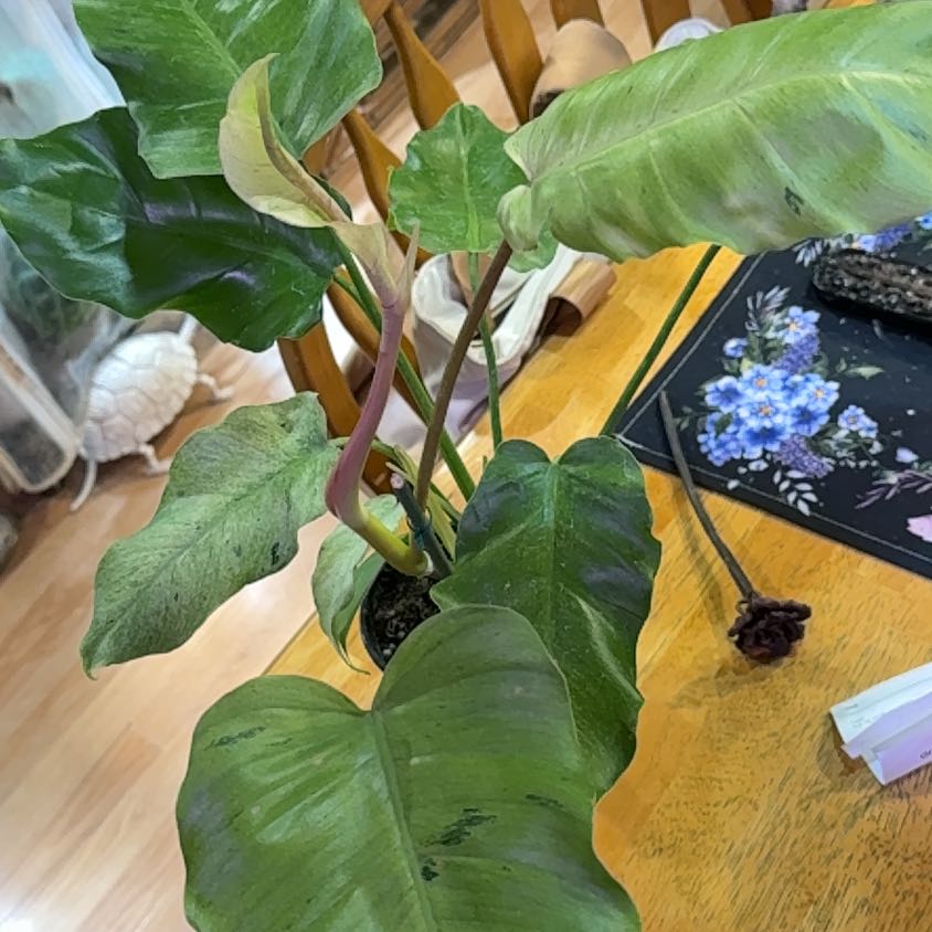 Photo of the plant species Philodendron 'Snow Drift' by @DeftRosequartz named Forrest on Greg, the plant care app