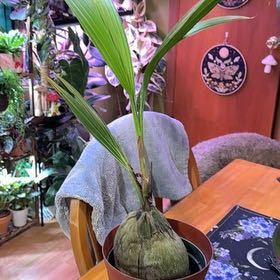 Photo of the plant species Cocoanut by @DeftRosequartz named Sonora on Greg, the plant care app