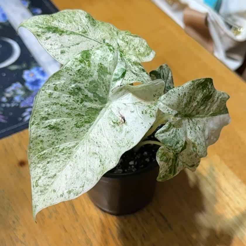 Photo of the plant species Alocasia Batik 'Blizzard' by @DeftRosequartz named Fernie Mac on Greg, the plant care app