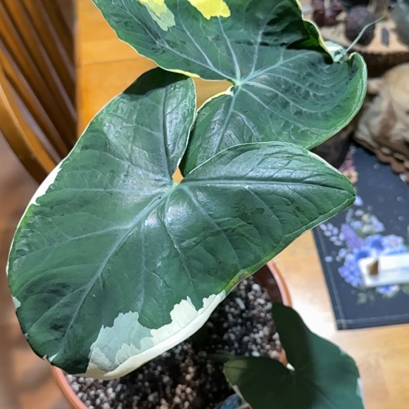 Photo of the plant species Mickey Mouse Taro by @DeftRosequartz named Rihanna on Greg, the plant care app