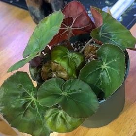 Photo of the plant species Beefsteak Begonia by @DeftRosequartz named Keanu Leaves on Greg, the plant care app