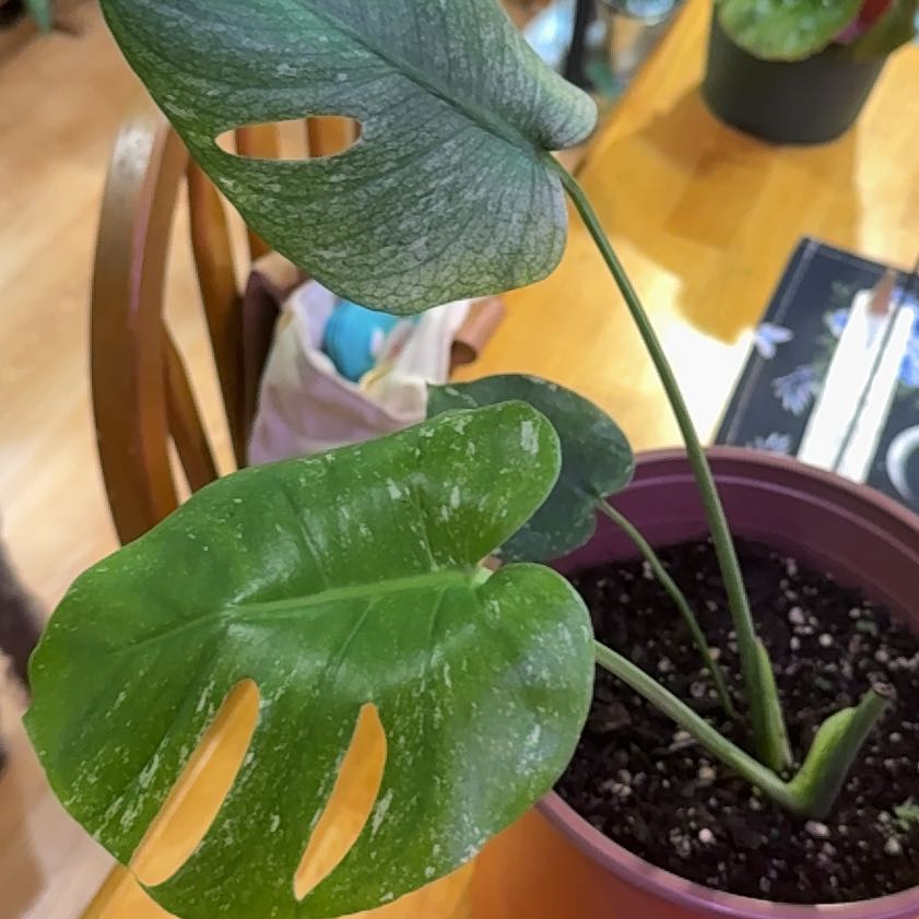Photo of the plant species Monstera by @DeftRosequartz named Morgan Treeman on Greg, the plant care app