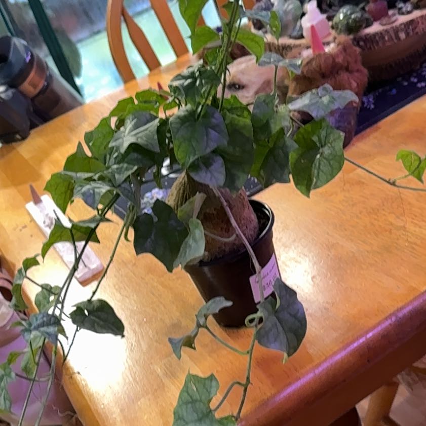 Photo of the plant species Bigfoot Yam by @DeftRosequartz named Bieber on Greg, the plant care app