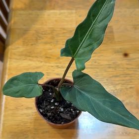 Photo of the plant species Alocasia 'Lauterbachiana Baroque' by @DeftRosequartz named Sahara on Greg, the plant care app