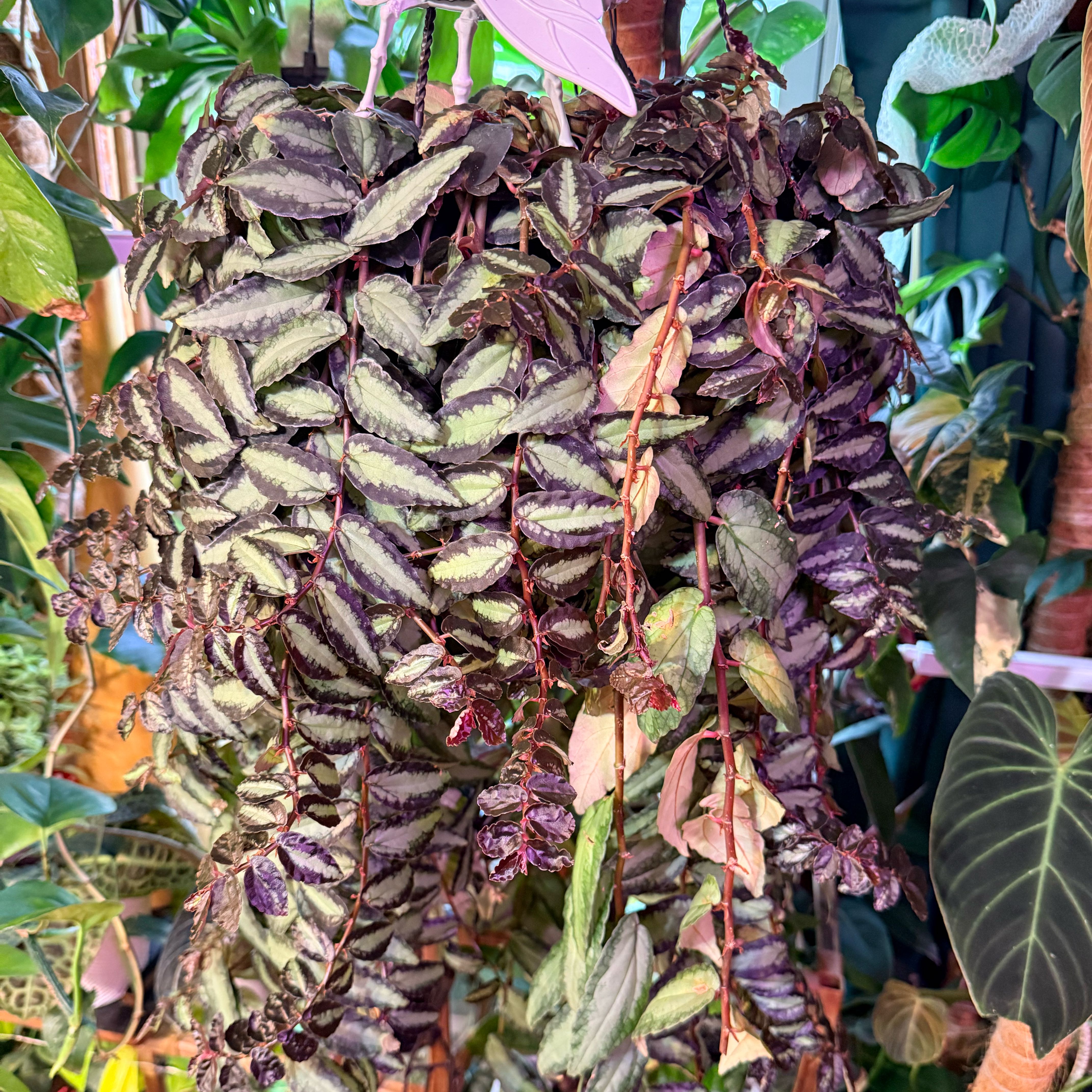 Photo of the plant species Pellionia by @DeftRosequartz named Ulysses S Plant on Greg, the plant care app