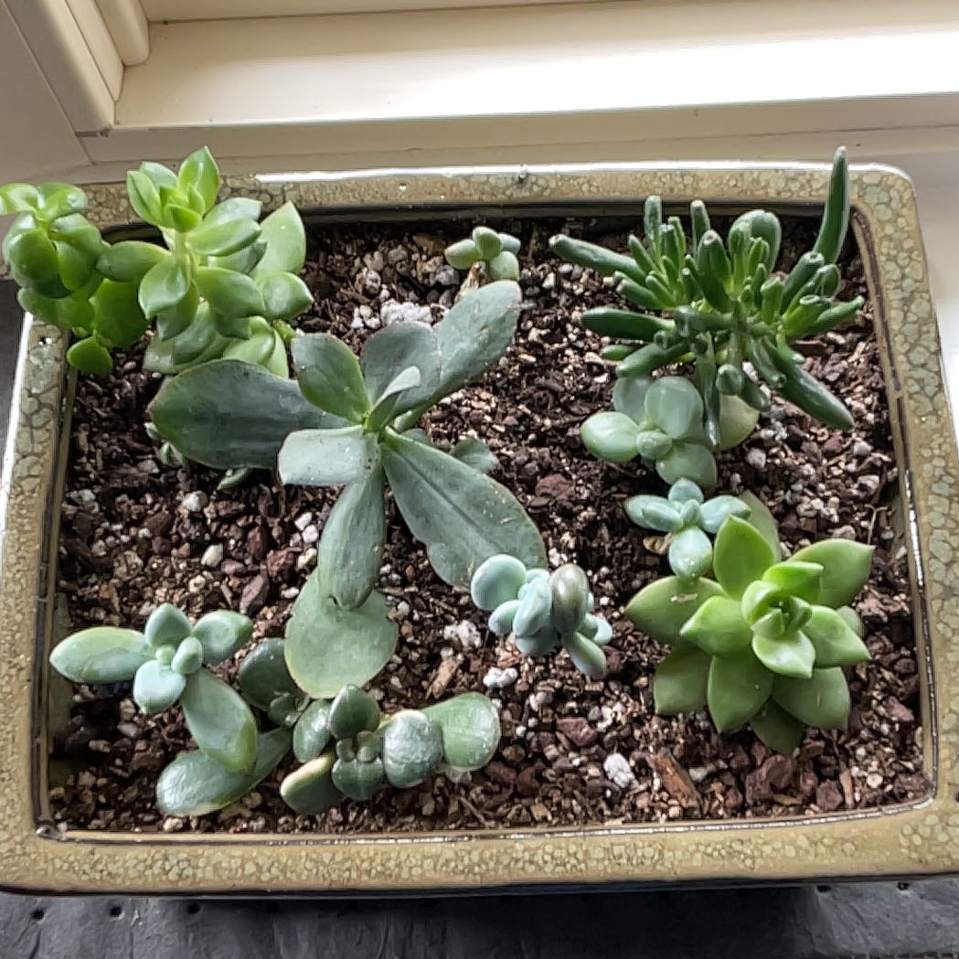 Photo of the plant species Bunny Ear Succulents by @NobleCowparsley named Harmony on Greg, the plant care app